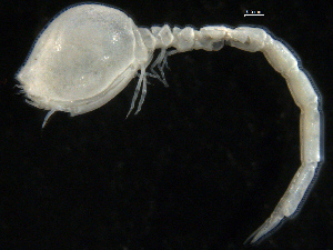  (Cyclaspis longicaudata - UMBergen_NB_cuma71)  @14 [ ] CreativeCommons - Attribution Non-Commercial Share-Alike (2012) Natural History Collections, University of Bergen University of Bergen, Natural History Collections