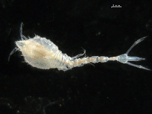  (Diastylis echinata - UMBergen_NB_cuma77)  @14 [ ] CreativeCommons - Attribution Non-Commercial Share-Alike (2012) Natural History Collections, University of Bergen University of Bergen, Natural History Collections