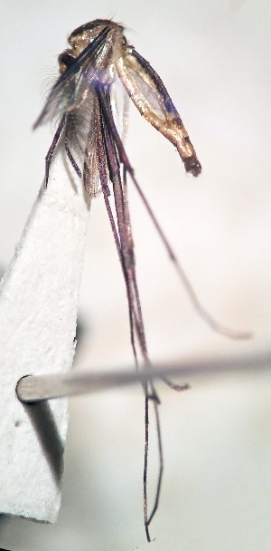  (Trichoprosopon pallidiventer - IMR-Cu-36)  @11 [ ] by-nc-nd (2019) Debora Bangher Instituto de Medicina Regional- Entomology Area