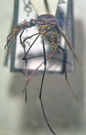  ( - IMR-Cu-82)  @11 [ ] by-nc-nd (2019) Debora Bangher Instituto de Medicina Regional- Entomology Area