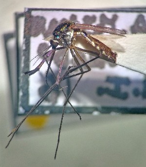  ( - IMR-Cu-84)  @11 [ ] by-nc-nd (2019) Debora Bangher Instituto de Medicina Regional- Entomology Area