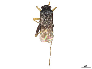  ( - CCDB-39378-E05)  @11 [ ] CreativeCommons - Attribution Share - Alike (2023) CBG Photography Group Centre for Biodiversity Genomics