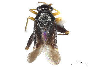  ( - CCDB-39378-E07)  @11 [ ] CreativeCommons - Attribution Share - Alike (2023) CBG Photography Group Centre for Biodiversity Genomics