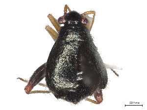  (Microtechnites spegazzinii - CCDB-39378-F02)  @11 [ ] CreativeCommons - Attribution Share - Alike (2023) CBG Photography Group Centre for Biodiversity Genomics