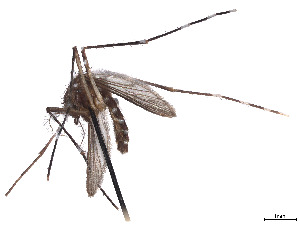  (Aedes marshallii - CCDB-45178-C04)  @11 [ ] CreativeCommons - Attribution Share - Alike (2024) CBG Photography Group Centre for Biodiversity Genomics