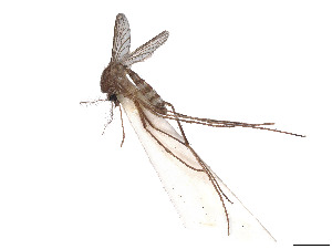  (Aedes oligopistus - CCDB-45178-C12)  @11 [ ] CreativeCommons - Attribution Share - Alike (2024) CBG Photography Group Centre for Biodiversity Genomics