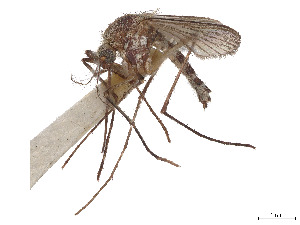  ( - CCDB-45178-G01)  @11 [ ] CreativeCommons - Attribution Share - Alike (2024) CBG Photography Group Centre for Biodiversity Genomics