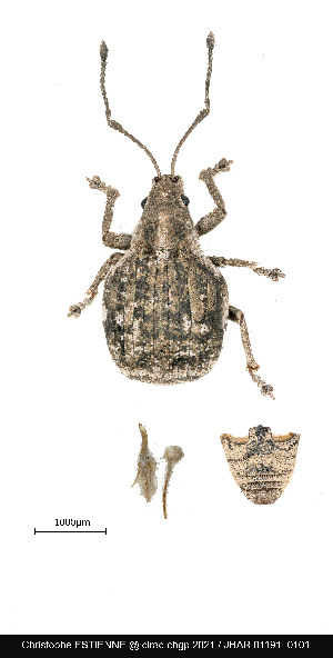  (Ellimenistes bicornis - JHAR01191-0101)  @11 [ ] Copyright (2021) Unspecified Centre de Cooperation Internationale en Recherche Agronomique pour le Developpement