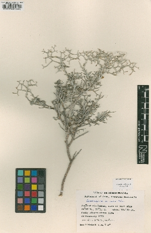  (Convolvulus acanthocladus - BM000047969)  @11 [ ] Copyright (2012) Natural History Museum, London Natural History Museum, London