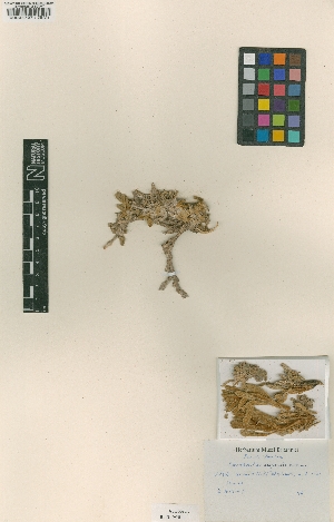  (Convolvulus asyrensis - BM000047971)  @11 [ ] Copyright (2012) Natural History Museum, London Natural History Museum, London