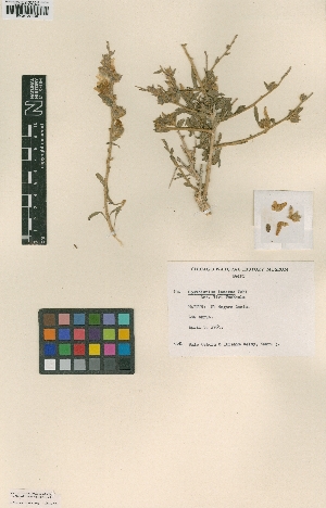  (Convolvulus lanatus - BM001001040)  @11 [ ] Copyright (2012) Natural History Museum, London Natural History Museum, London