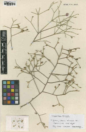  (Convolvulus dorycnium - BM001001065)  @11 [ ] Copyright (2012) Natural History Museum, London Natural History Museum, London