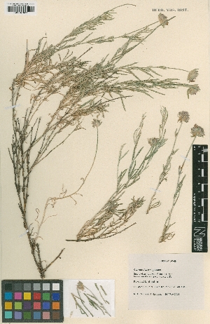  (Convolvulus lanuginosus - BM001001068)  @11 [ ] Copyright (2012) Natural History Museum, London Natural History Museum, London
