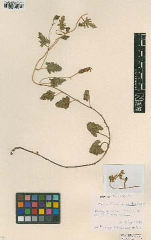  (Convolvulus althaeoides - BM001001109)  @11 [ ] Copyright (2012) Natural History Museum, London Natural History Museum, London