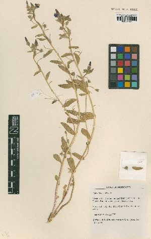  (Convolvulus tricolor - BM000971035)  @11 [ ] Copyright (2012) Natural History Museum, London Natural History Museum, London