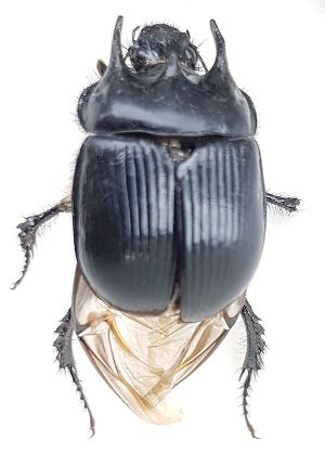  ( - 2022.05.12 Typhaeus typhoeus (Geot1))  @11 [ ] CreativeCommons - Attribution Share-Alike (2025) Unspecified University of Lausanne