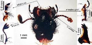  ( - 2022.05.12 Typhaeus typhoeus (Geot1))  @11 [ ] CreativeCommons - Attribution Share-Alike (2025) Unspecified University of Lausanne