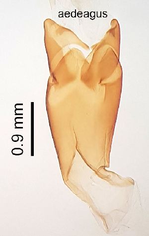  ( - 2022.05.12 Typhaeus typhoeus (Geot1))  @11 [ ] CreativeCommons - Attribution Share-Alike (2025) Unspecified University of Lausanne