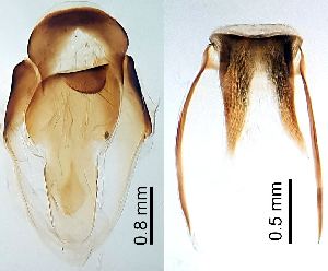  ( - 2022.05.12 Typhaeus typhoeus (Geot1))  @11 [ ] CreativeCommons - Attribution Share-Alike (2025) Unspecified University of Lausanne