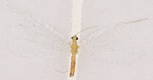  ( - CX20202)  @11 [ ] c (2020) Xingyue Liu Entomological Museum of China Agricultural University (CAU), Beijing
