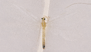  ( - CX20204)  @11 [ ] c (2020) Xingyue Liu Entomological Museum of China Agricultural University (CAU), Beijing