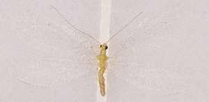  ( - CX20205)  @11 [ ] c (2020) Xingyue Liu Entomological Museum of China Agricultural University (CAU), Beijing