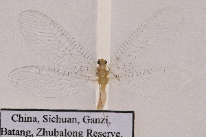  ( - CX21702)  @11 [ ] c (2020) Xingyue Liu Entomological Museum of China Agricultural University (CAU), Beijing