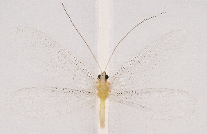  ( - CX22002)  @11 [ ] c (2020) Xingyue Liu Entomological Museum of China Agricultural University (CAU), Beijing