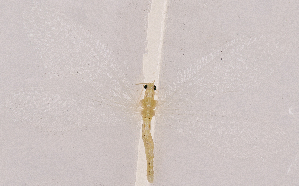  ( - CX22701)  @11 [ ] c (2020) Xingyue Liu Entomological Museum of China Agricultural University (CAU), Beijing