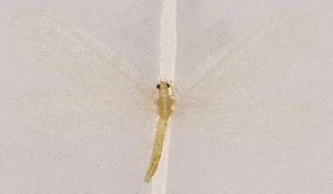  ( - CX22702)  @11 [ ] c (2020) Xingyue Liu Entomological Museum of China Agricultural University (CAU), Beijing