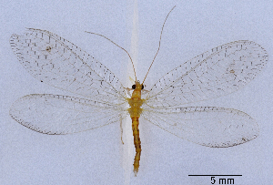  ( - CX30906)  @11 [ ] c (2020) Xingyue Liu Entomological Museum of China Agricultural University (CAU), Beijing