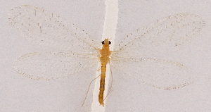  ( - CX30907)  @11 [ ] c (2020) Xingyue Liu Entomological Museum of China Agricultural University (CAU), Beijing