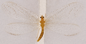  ( - CX30908)  @11 [ ] c (2020) Xingyue Liu Entomological Museum of China Agricultural University (CAU), Beijing