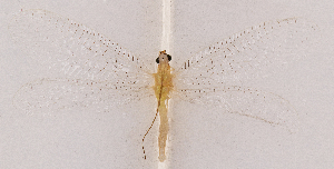  ( - CX7)  @11 [ ] c (2020) Xingyue Liu Entomological Museum of China Agricultural University (CAU), Beijing
