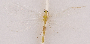  ( - CX71)  @11 [ ] c (2020) Xingyue Liu Entomological Museum of China Agricultural University (CAU), Beijing