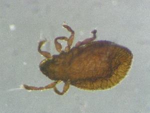  ( - CcR26_2)  @11 [ ] Copyright (2018) Schäffer University of Graz, Dept. of Biology