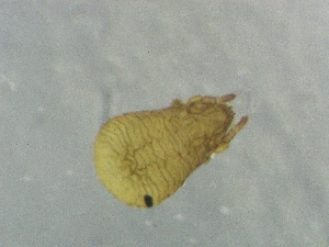  ( - CcR41_2)  @11 [ ] Copyright (2018) Schäffer University of Graz, Dept. of Biology