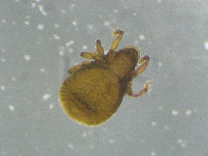  ( - CcR43_3)  @11 [ ] Copyright (2018) Schäffer University of Graz, Dept. of Biology
