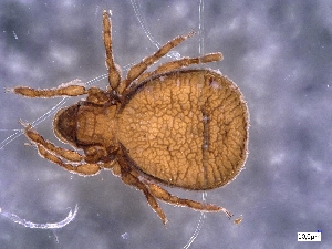 ( - CcR90_4)  @11 [ ] Copyright (2018) Kerschbaumer University of Graz, Dept. of Biology