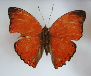  ( - DK_039)  @11 [ ] CreativeCommons - Attribution Non-Commercial Share-Alike (2011) Robin van Velzen Wageningen University, Biosystematics Group