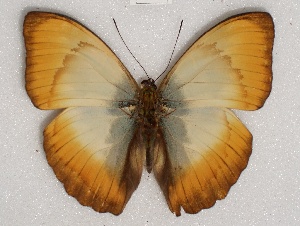  ( - ABRI_071)  @11 [ ] Unspecified (default): All Rights Reserved  Unspecified Unspecified