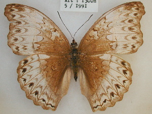  ( - RMCA-RV-234)  @11 [ ] Unspecified (default): All Rights Reserved  Unspecified Unspecified