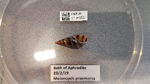  (Melanopsis praemorsa - RMNH.5106355)  @11 [ ] by-nc-nd  Naturalis Biodiversity Center Naturalis Biodiversity Center