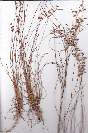  (Juncus dregeanus - AMM5862)  @11 [ ] No Rights Reserved  Unspecified Unspecified