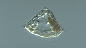  ( - GvD_02)  @11 [ ] c - Copyright (2024) George von Dassow Oregon Institute of Marine Biology