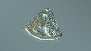  ( - GvD_05)  @11 [ ] c - Copyright (2024) George von Dassow Oregon Institute of Marine Biology