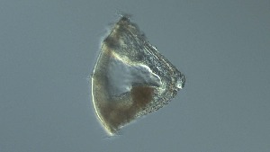  ( - GvD_08)  @11 [ ] c - Copyright (2024) George von Dassow Oregon Institute of Marine Biology