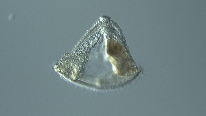  ( - GvD_19)  @11 [ ] c - Copyright (2024) George von Dassow Oregon Institute of Marine Biology