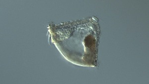  ( - GvD_22)  @11 [ ] c - Copyright (2024) George von Dassow Oregon Institute of Marine Biology