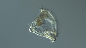  ( - GvD_28)  @11 [ ] c - Copyright (2024) George von Dassow Oregon Institute of Marine Biology